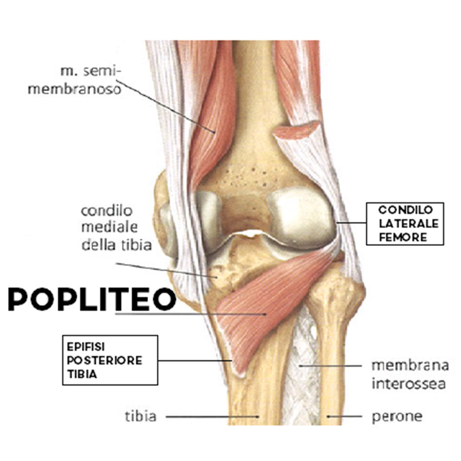 Anatomia Palpatoria  - corso in aula 14 ore formative - immagine 2