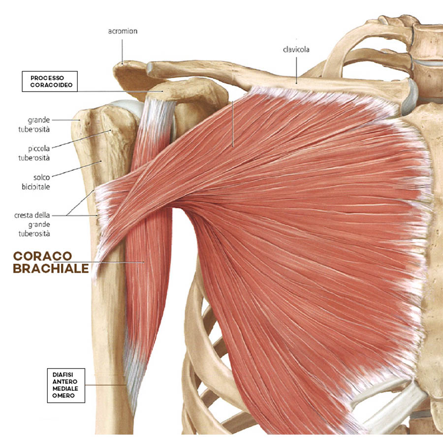 Anatomia Palpatoria  - corso in aula 14 ore formative - immagine 3