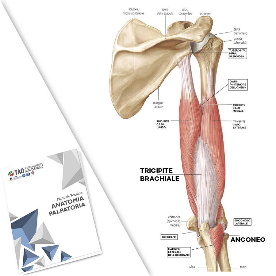 Anatomia Palpatoria  - corso in aula 14 ore formative